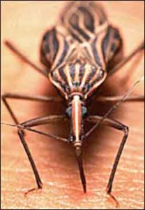 Kissing Bug