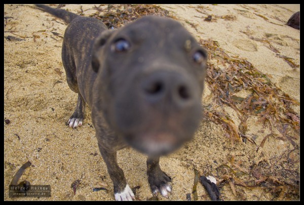 What's that you is pointing at me snout?