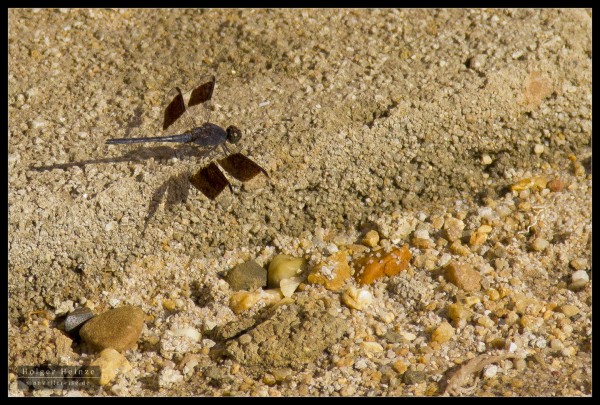 Dragonfly in Hopkins, Belize Dragonfly in Hopkins, Belize