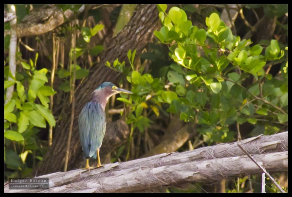 Orange Walk_5513.jpg Orange Walk 5513