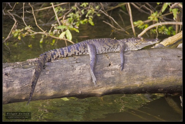 Orange Walk_5572.jpg Orange Walk 5572