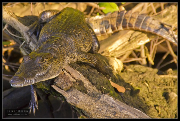 Orange Walk_5784.jpg Orange Walk 5784