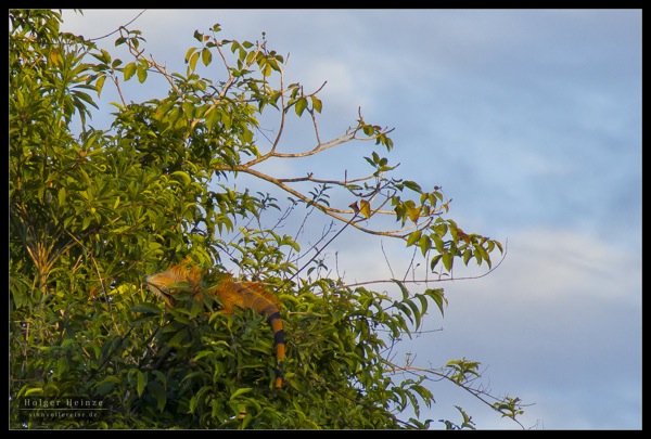 Orange Walk_5825.jpg Orange Walk 5825