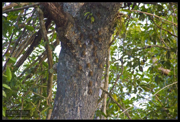 Orange Walk_5843.jpg Orange Walk 5843