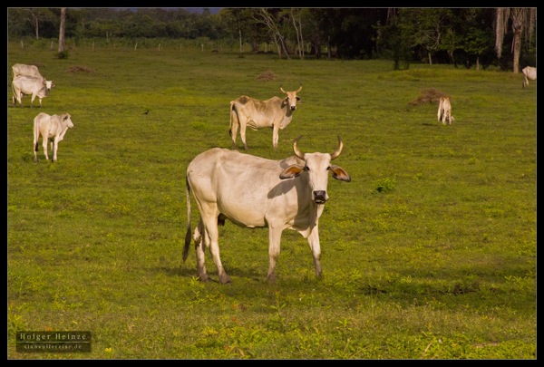 Orange Walk_5938.jpg Orange Walk 5938