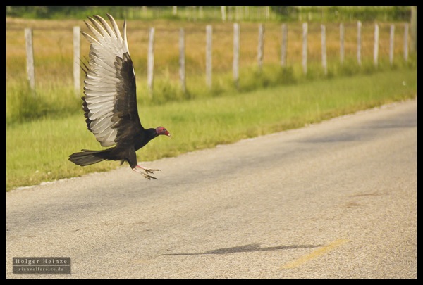 Orange Walk_5995.jpg Orange Walk 5995