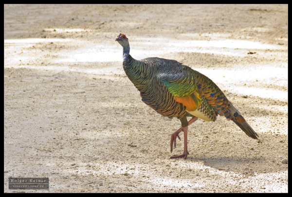 Orange Walk_6040.jpg Orange Walk 6040