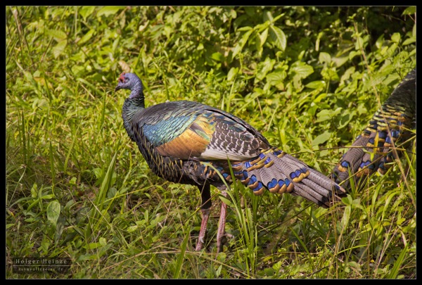 Orange Walk_6069.jpg Orange Walk 6069