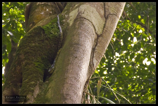 Orange Walk_6201.jpg Orange Walk 6201