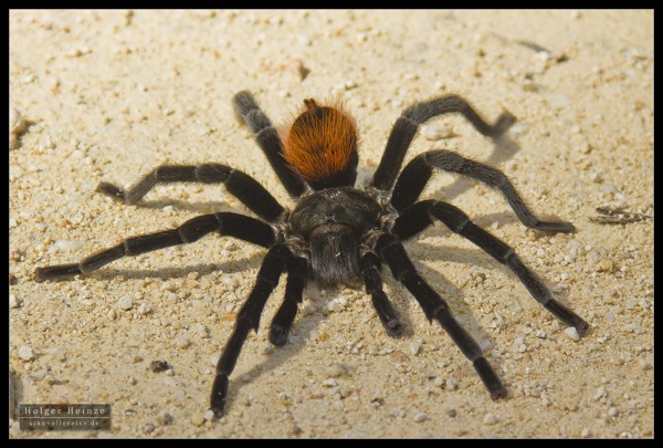 Orange Walk_6244.jpg Orange Walk 6244